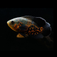 Астронотус тигровый красный (M) (Astronotus ocellatus)