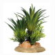 AQUA DELLA Растение для аквариумов "Sago Palm", 13.5x10x16см (Бельгия)