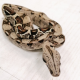 Удав Normal het max caramel albino t+