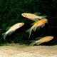 Данио рерио золотой (Danio rerio)