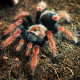 Паук-птицеед Br. boehmei L4-5