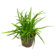 Эриокаулон Вьетнам (в горшке) (Eriocaulon sp. Vietnam)