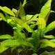 Гигрофила сиамская (с грузом) (Hygrophila corymbosa Siamensis)