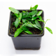 Фикус пунктата (Ficus punctata)
