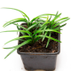 Офиопогон японский (Ophiopogon Japonicus Kyoto Dwarf)