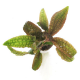 Криптокорина Гудоро (в горшке) (Cryptocoryne hudoroi)
