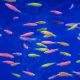 Данио рерио GLO (ассорти) (Danio rerio var.)