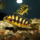 Псевдотрофеус крабро, хамелеон (Pseudotropheus crabro)