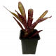 Неорегелия (Neoregelia Bonkers)