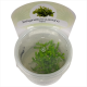 Селагинелла (Selaginella Kraussiana Mini in Vitro) меристемное