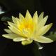 Нимфея Yellow Sensation желтая, корневище