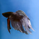 Петушок вуалевый (Betta splendens) (самец)