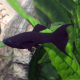 Моллинезия черная лирохвостая (Poecilia sphenops var.)