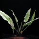 Криптокорина ресничатая (в горшке) (Cryptocoryne ciliata)