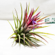 Тилландсия (Tillandsia lonantha), М