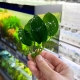 Анубиас Бартера (ветка) (Anubias barteri var. barteri)