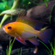 Апистограмма рамирези золотая (M) (Mikrogeophagus ramirezi)