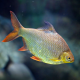 Барбус лещевидный краснохвостый (S) (Barbonymus schwanefeldii)