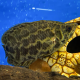 Ктенопома леопардовая (Ctenopoma acutirostre)