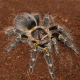 Паук Gr. Aureostriata, L3-4