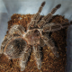 Паук-птицеед Lasiodora parahybana 1-3 линька