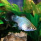 Пецилия голубая чернохвостая (Xiphophorus maculatus)