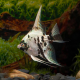Скалярия березка (S) (Pterophyllum scalare)