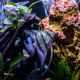 Скалярия зебра голубая (S) (Pterophyllum scalare var.)