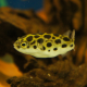 Тетрадон зеленый нигровиридис (Dichotomyctere nigroviridis)