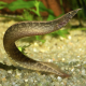 Угорь Макрогнатус кофейный (Macrognathus circumcinctus)