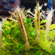 Креветка банановая фильтратор (M) (Atyopsis moluccensis)