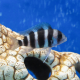 Фронтоза S (Cyphotilapia frontosa)