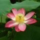 Лотос Хонг Линг Джин (Nelumbo Hong Ling Jin), красный, корневище