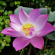 Лотос Ян Чжоу Ван Лянь (Nelumbo " Yang Zhou Wan Lian), бордово-розовый, корневище