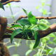 Анубиас Бонсай (ветка) (Anubias barteri var. nana Bonsai)