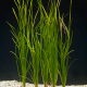 Валлиснерия азиатская прямая (с грузом) (Vallisneria asiatica)