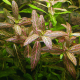 Гигрофила Узорчатая (Hygrophila rosanervis), с грузом
