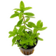 Гигрофила многосеменная (в горшке) (Hygrophila polysperma)