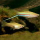 Меченосец зеленый ананасный (Xiphophorus hellerii)