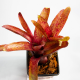 Неорегелия (Neoregelia Red Measles)