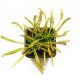 Росянка капская (Drosera Capensis)
