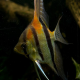 Скалярия Манакапуру (M) (Pterophyllum scalare manakapuru)