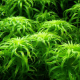 Тонина Белем (с грузом) (Tonina sp.Belem)