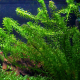 Элодея зубчатая (в горшке) (Elodea densa)