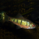 Барбус Шуберта зеленый (Puntius semifasciolatus)