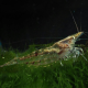 Креветка бабаулти (Caridina babaulti)