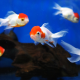 Золотая рыбка Оранда красная шапочка (S) (Carassius auratus var.)
