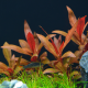 Альтернантера Рейнека (в горшке) (Alternanthera reineckii)