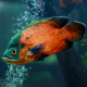 Астронотус красный (S) (Astronotus ocellatus var. Red Oscar)