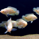 Астронотус тигровый альбинос (M) (Astronotus ocellatus)